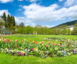 beautiful park in spring with tulip flowers blossoming