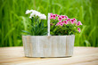 Flowers in pot