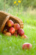 Apple in garden