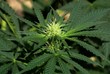 Cannabis Hintergrund background