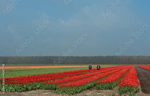 Photo: Cultivation of flower bulbs in spring Cultivation of flower bulbs in spring