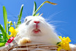 Osternhase