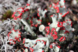 Foto: Cladonia pleurota lichen Cladonia pleurota lichen