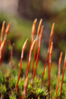 Foto: Sporophytes of Polytrichum juniperinum moss Sporophytes of Polytrichum juniperinum moss