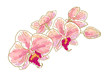 Branch of orchids