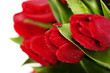 Detaily fotografie red tulips
