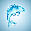 water fish splash isolated on white background