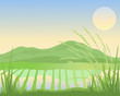 paddy fields