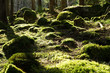 Untouched old forest