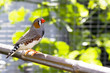 Oiseau du Bengale