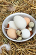Photo: The eggs in the chicken coop The eggs in the chicken coop