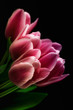 Pink Tulips against Black Background