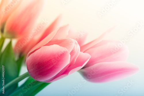 Photo: Spring Tulips Spring Tulips