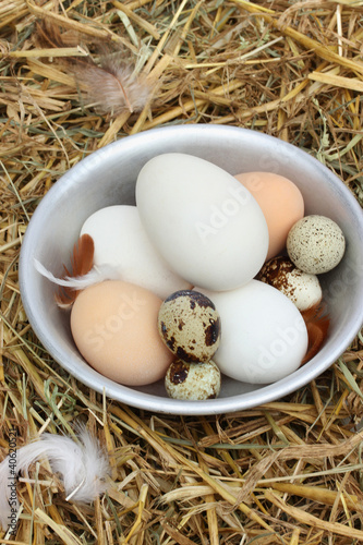 Photo: The eggs in the chicken coop The eggs in the chicken coop