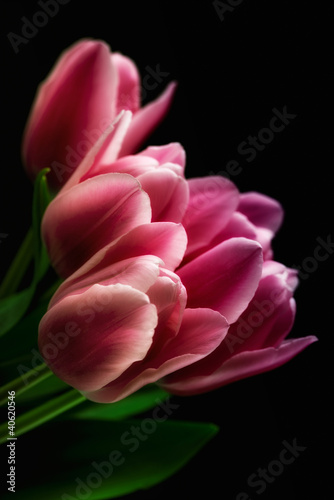 Photo: Pink Tulips against Black Background Pink Tulips against Black Background