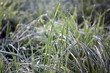 spring dew on grass in morning susrise