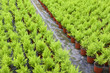 Dutch horticulture with cupressus in a greenhouse