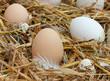 Photo: The eggs in the hay The eggs in the hay