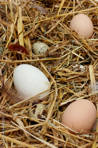 Photo: Morning in the chicken coop Morning in the chicken coop