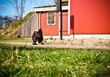 Foto: Huhn Huhn