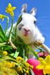 Osternhase