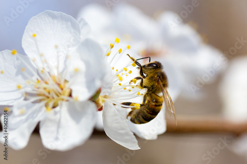Photo: bee in blossoming cherry tree bee in blossoming cherry tree