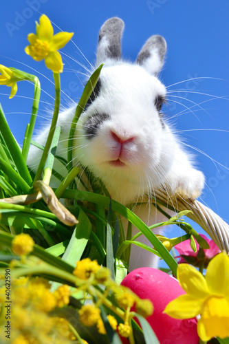 Foto: Osternhase Osternhase