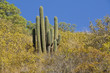 Photo: Big Cactus Against the Blue Sky Big Cactus Against the Blue Sky