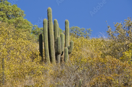 Photo: Big Cactus Against the Blue Sky Big Cactus Against the Blue Sky