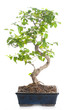 Bonsai tree