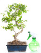 watering a bonsai tree