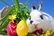 Osternhase