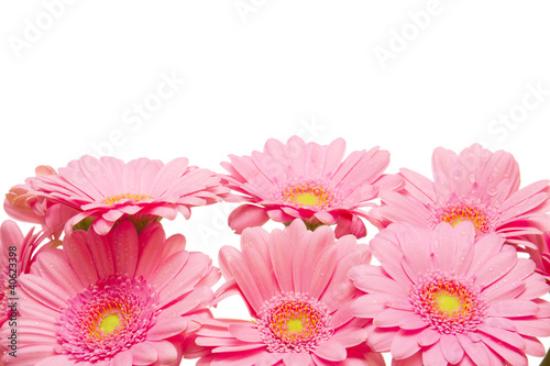 Photo: Gerbera,Blumenhintergrund Gerbera,Blumenhintergrund