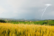 lightning over grain field in summer lightning over grain field in summer
