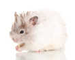 Cute hamster eating cheese isolated white Cute hamster eating cheese isolated white