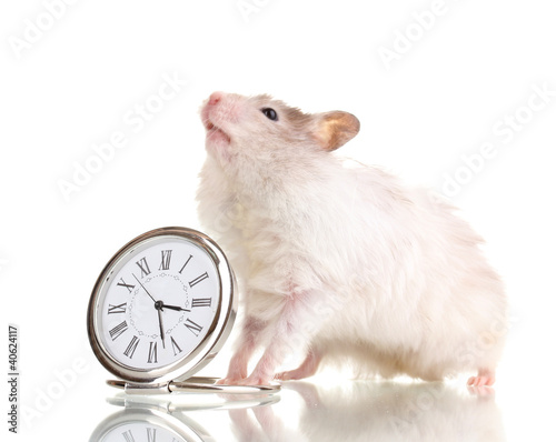 Photo: Cute hamster and clock isolated white Cute hamster and clock isolated white