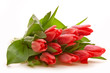 Tulpen,Hintergrund