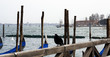 Piccione,Bacino di San Marco