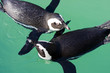 African penguins (Spheniscus demersus)