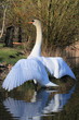 Schwan-4484b1