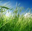 Grain and Sky