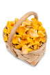 chanterelle mushrooms in basket, isolated chanterelle mushrooms in basket, isolated