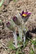 Pasqueflower - pulsatilla Pasqueflower - pulsatilla