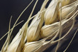 Macro of wheat plant