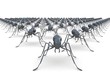 Wedge form Army of ants on white isolated background 