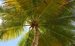 Green palm