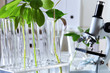 Green plants in biology laborotary