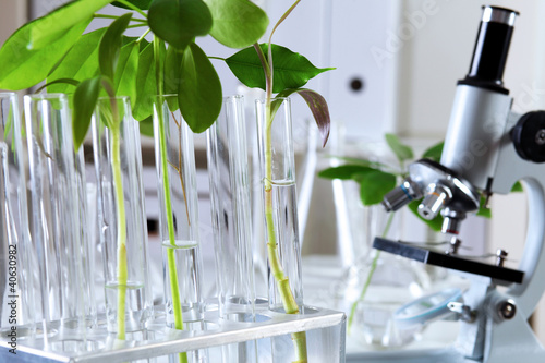 Foto: Green plants in biology laborotary Green plants in biology laborotary