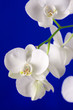 Orchids close-up