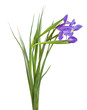 iris on white  background
